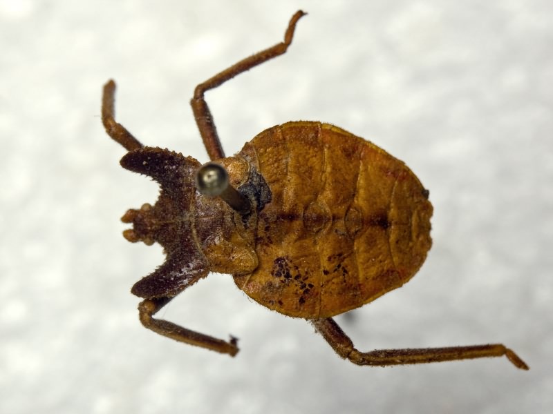 Menenotus lunatus (Laporte, 1832)